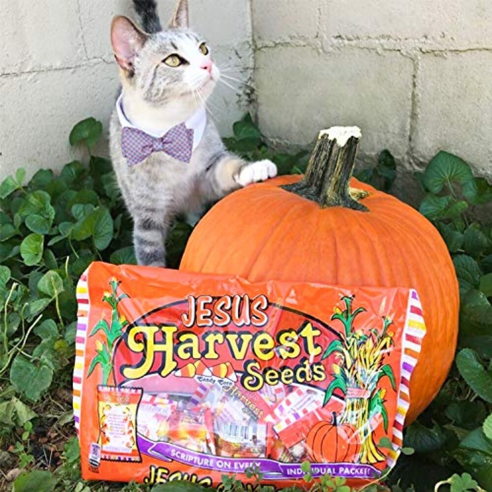 Jesus Harvest Orange, Yellow & White Candy Corn Promise Seeds, 15 Count - Picture 4 of 4